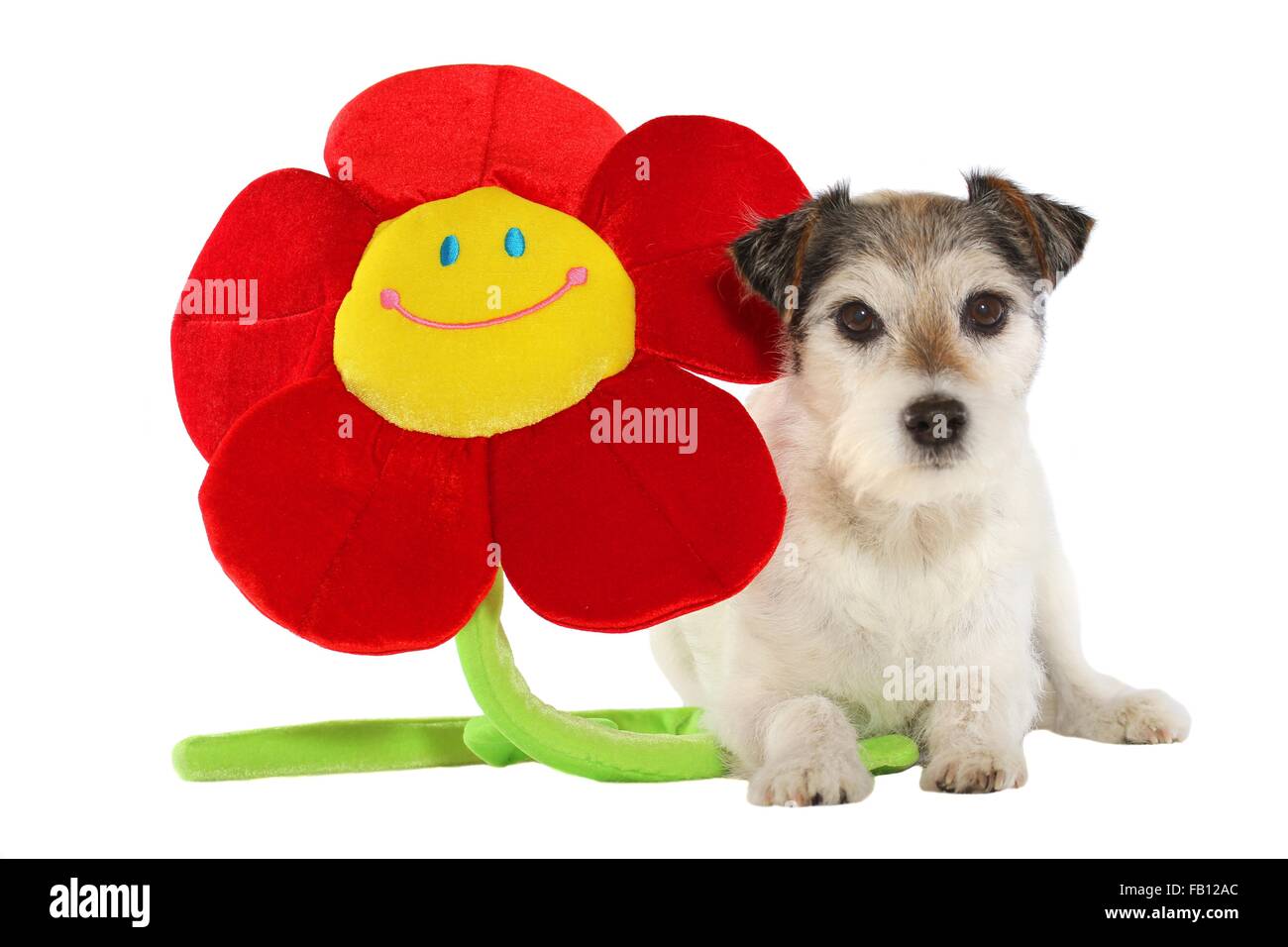Carino Parson Russell Terrier Foto Stock