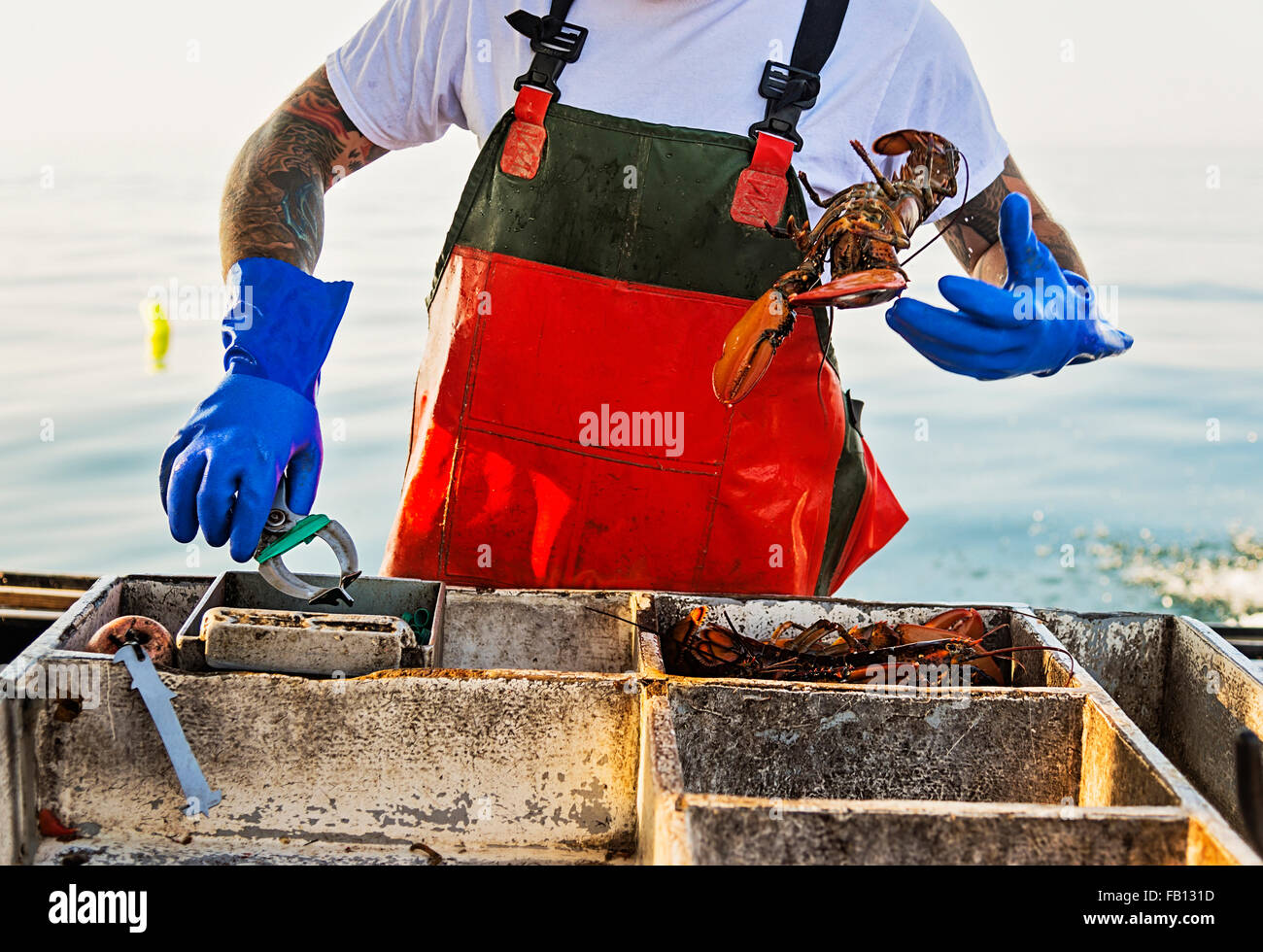 Fisherman gettando astice Foto Stock