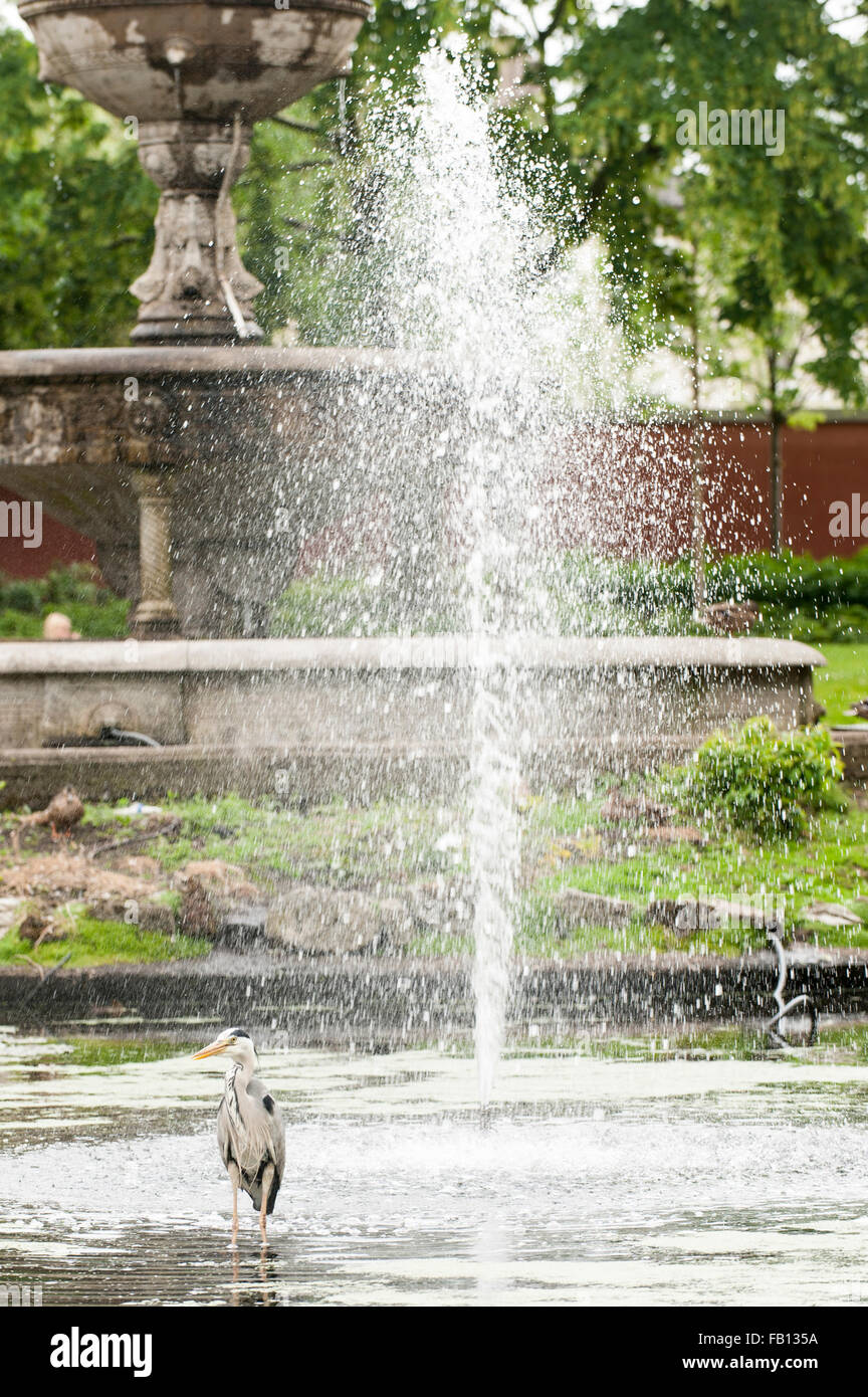 Airone cinerino (Ardea cinerea) ha una paletta nella fontana nel Fitzgerald Park, Cork, Irlanda. Foto Stock
