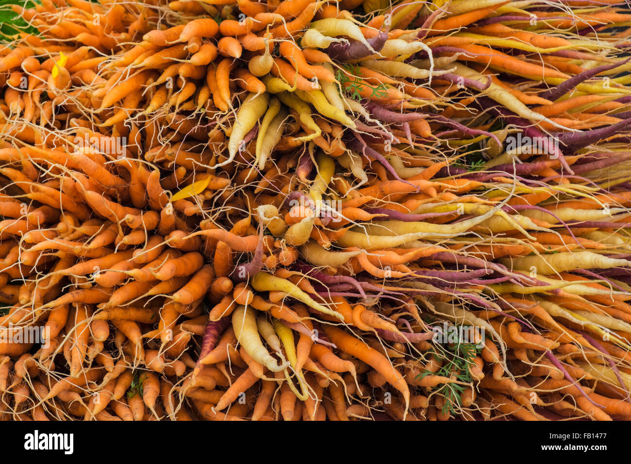 Grande grappolo di arancione, giallo e viola per le carote Foto Stock