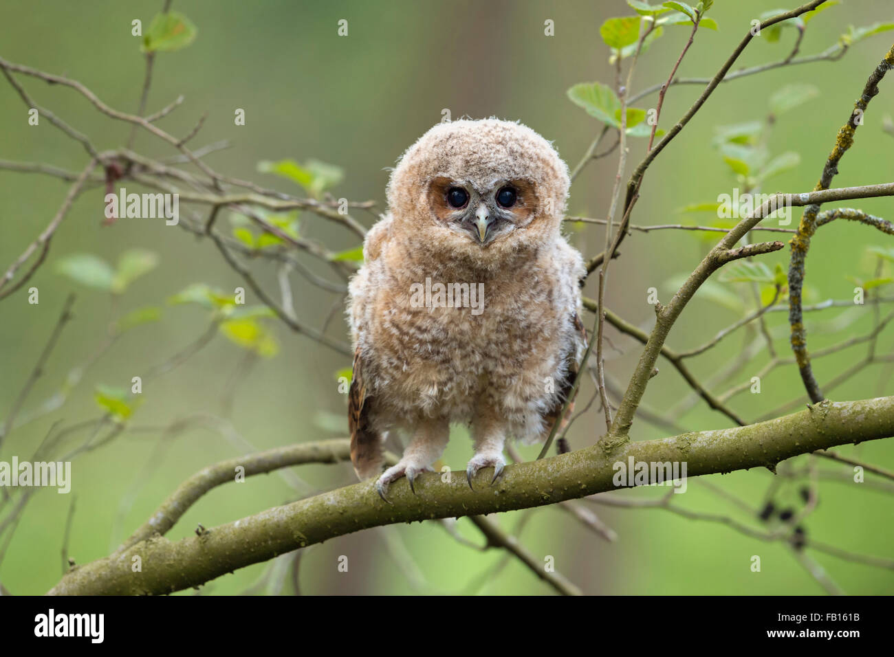 Carino neonata di Allocco / Waldkauz ( Strix aluco ) arroccato tra foglie verdi, Elemosinare il cibo, gli occhi marrone scuro aperta Foto Stock