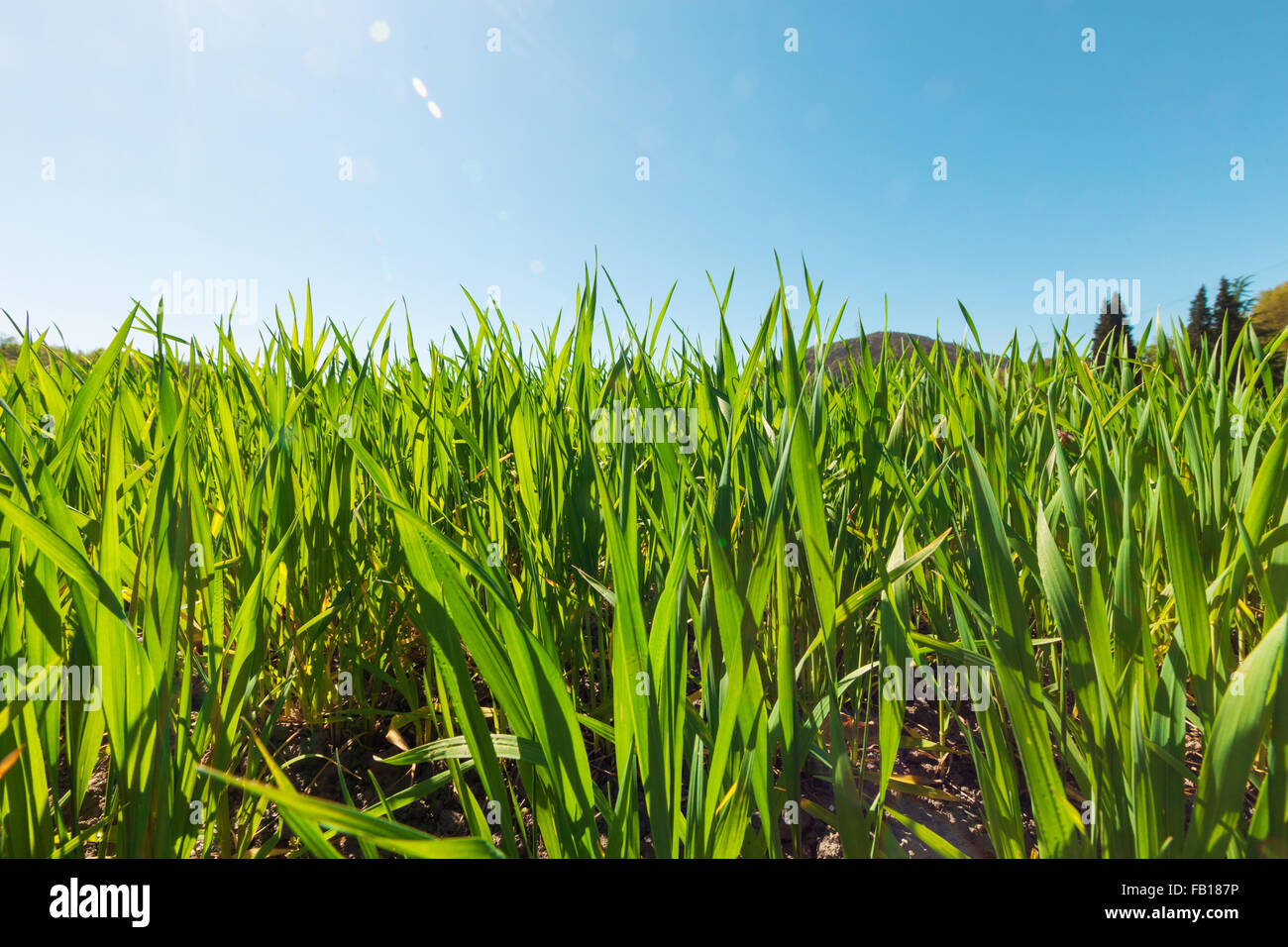 Paesaggio, erba verde Foto Stock