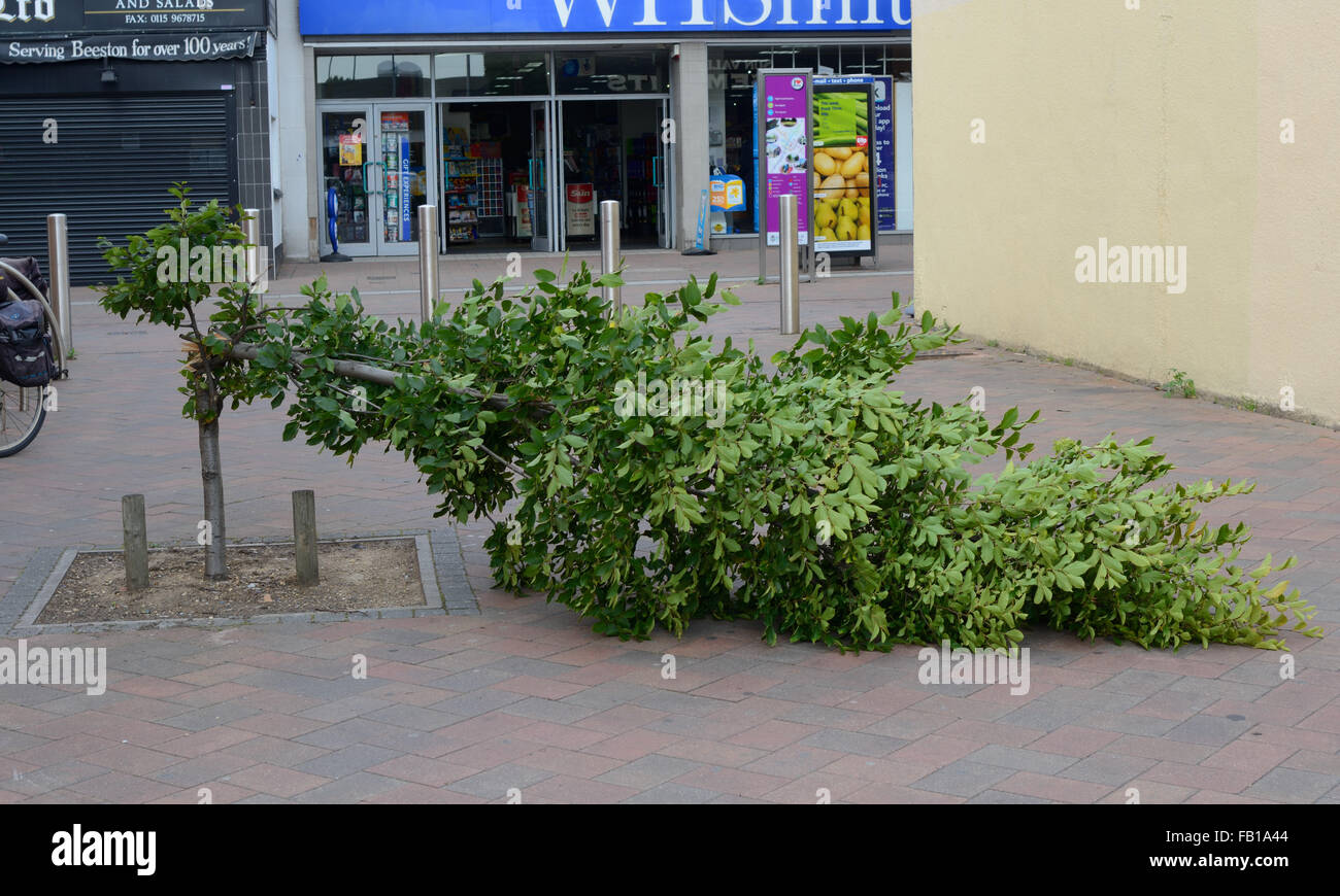 Tree viene tirato verso il basso da vandali, Beeston, Nottingham, Inghilterra. Foto Stock