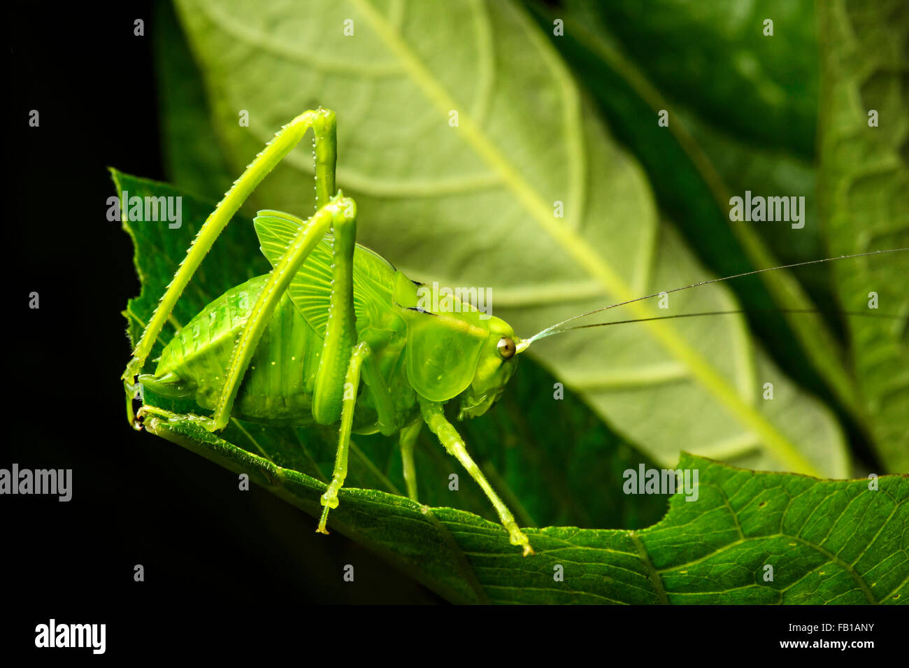 Ninfa di un katydid (Tettigoniidae), Andino cloud forest, Mindo, Ecuador Foto Stock