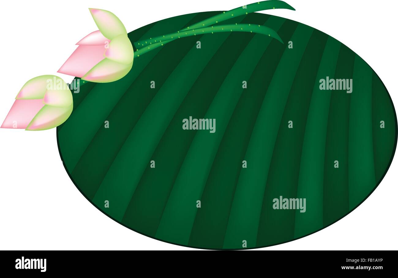 Beautidul fiore, una illustrazione di due Rosa Fiore di Loto o Ninfea Bianca sul verde foglia di banano isolato su uno sfondo bianco Illustrazione Vettoriale