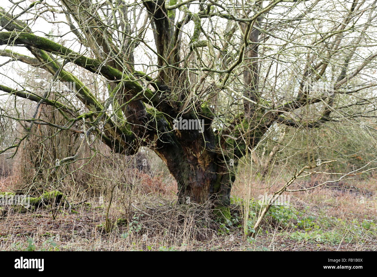 Un antico Willow tree crescono su Clearwell Meend nel Gloucestershire. Foto Stock
