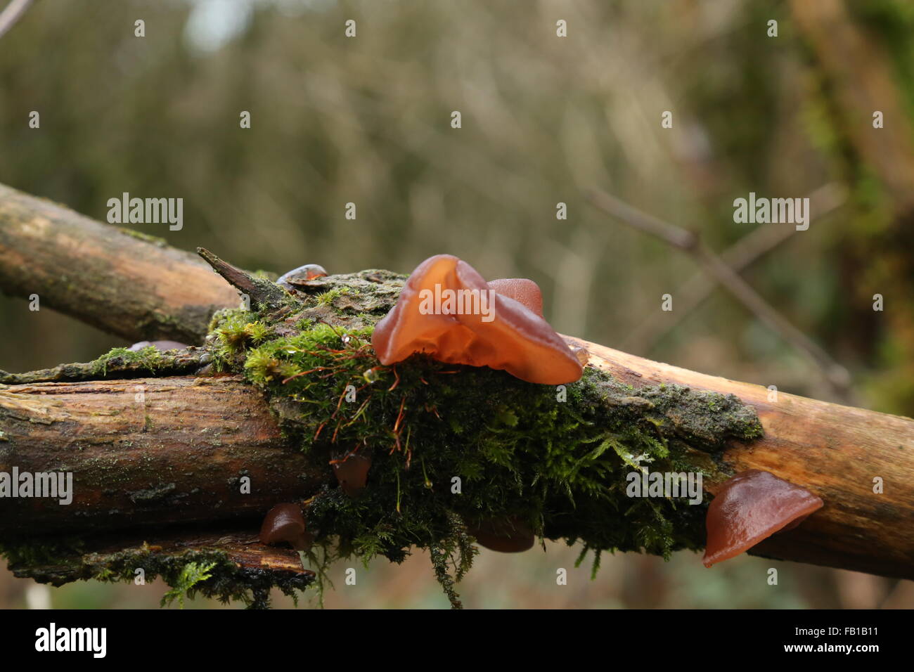 Orecchio fungo, ebrei orecchio fungo, sul marciume Sambuco legno. Foto Stock