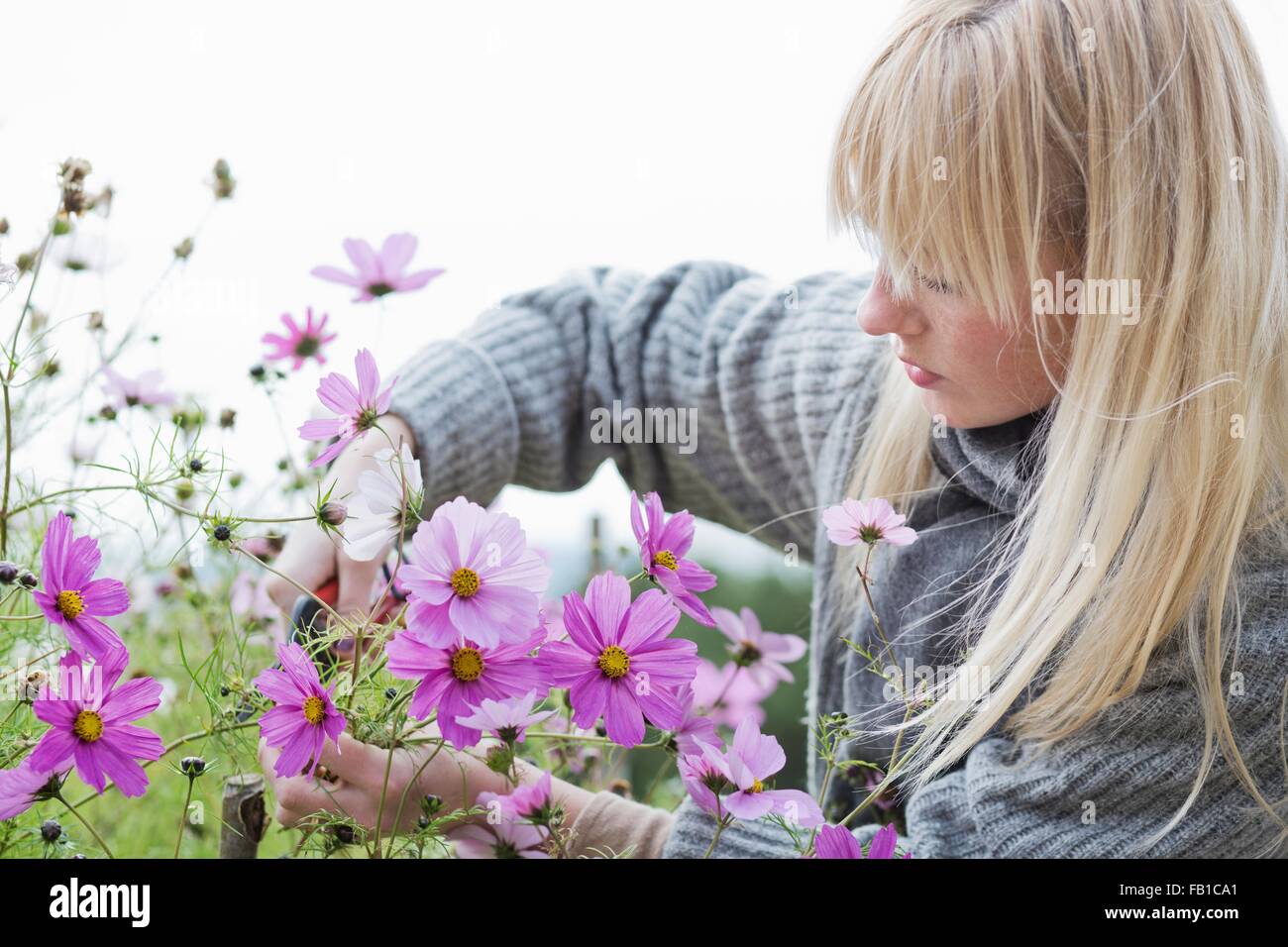 Metà donna adulta taglio fiori organici in giardino Foto Stock
