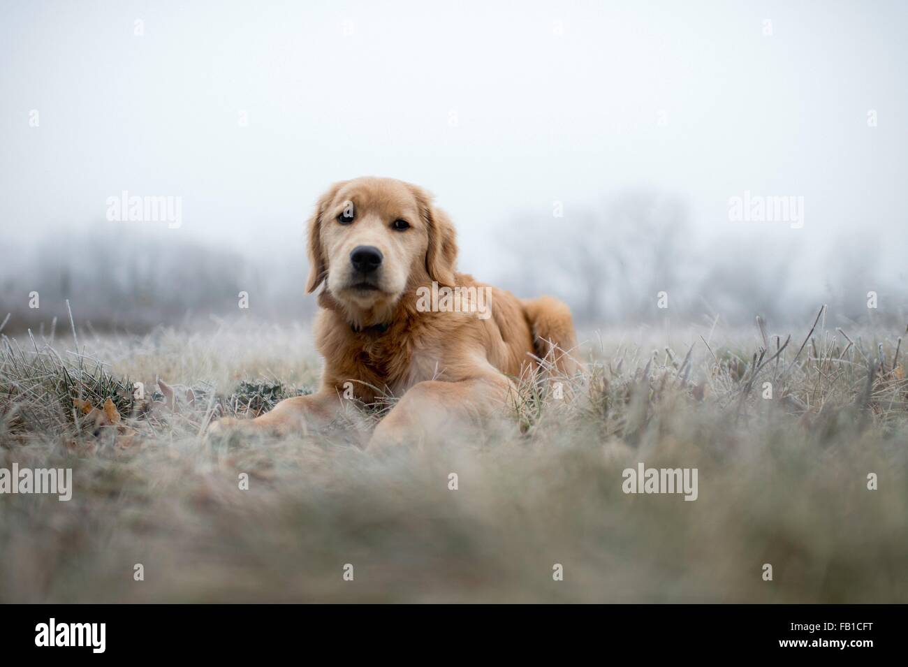 Livello di superficie vista di golden retriever che giace nel campo su frosty mattina guardando la fotocamera Foto Stock