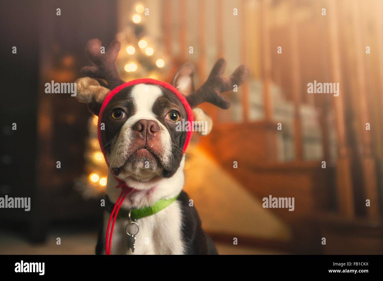 Boston Terrier indossando corna festosa guardando la fotocamera Foto Stock