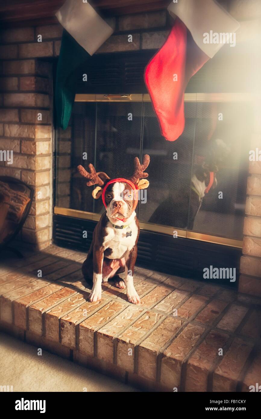 Boston Terrier indossando corna festosa seduti sul caminetto in mattoni guardando la fotocamera Foto Stock