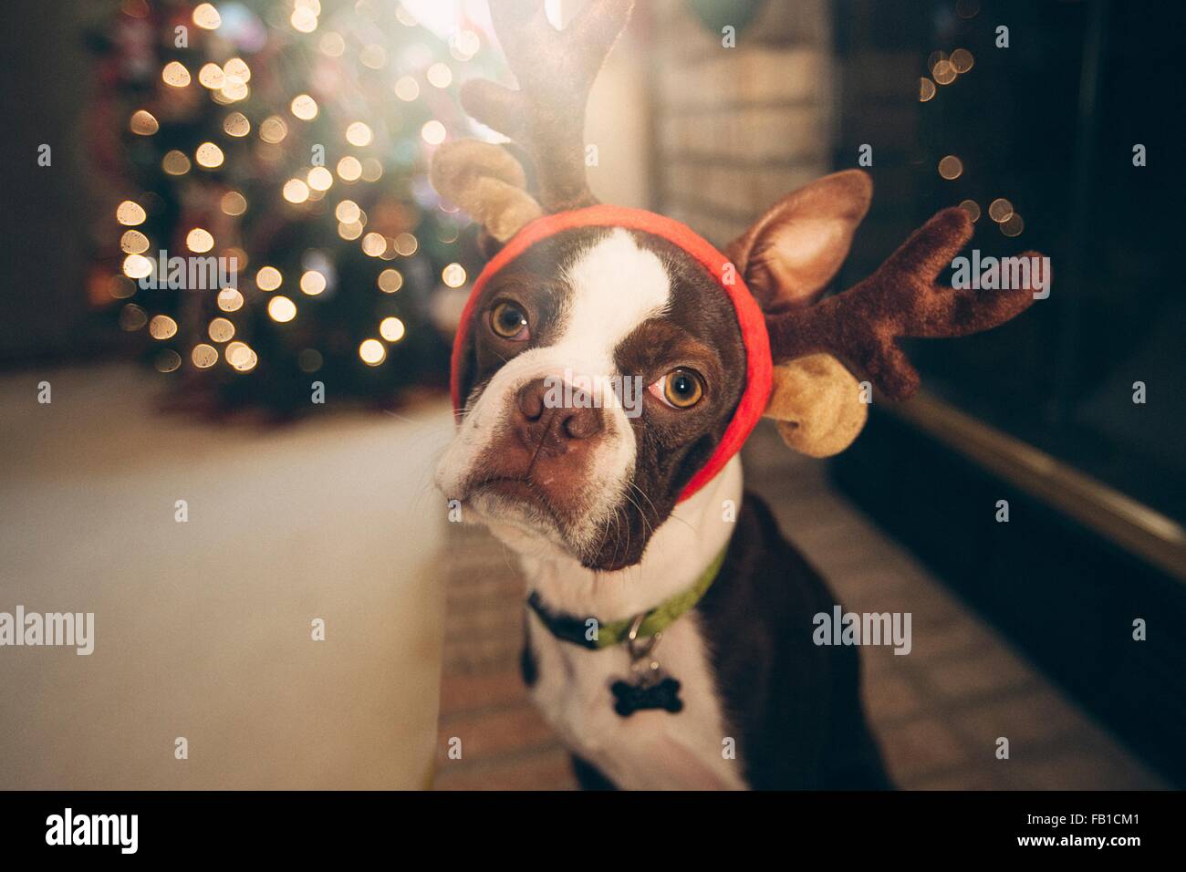 Boston Terrier indossando festosa palchi davanti dell albero di Natale guardando la fotocamera Foto Stock