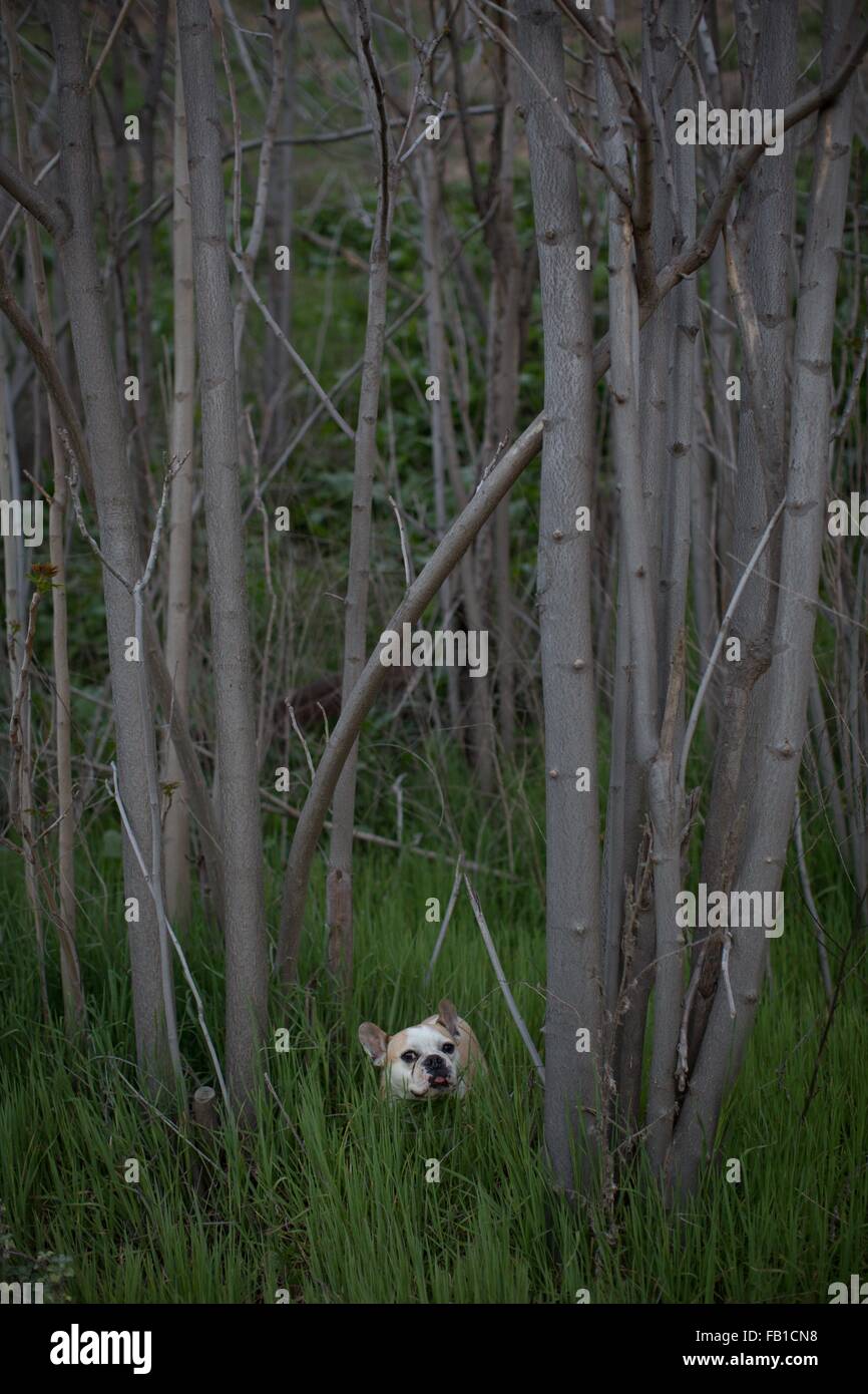 Bulldog francese foresta erba lunga fotocamera Malibu Canyon State Park Santa Monica Montagne California USA Foto Stock