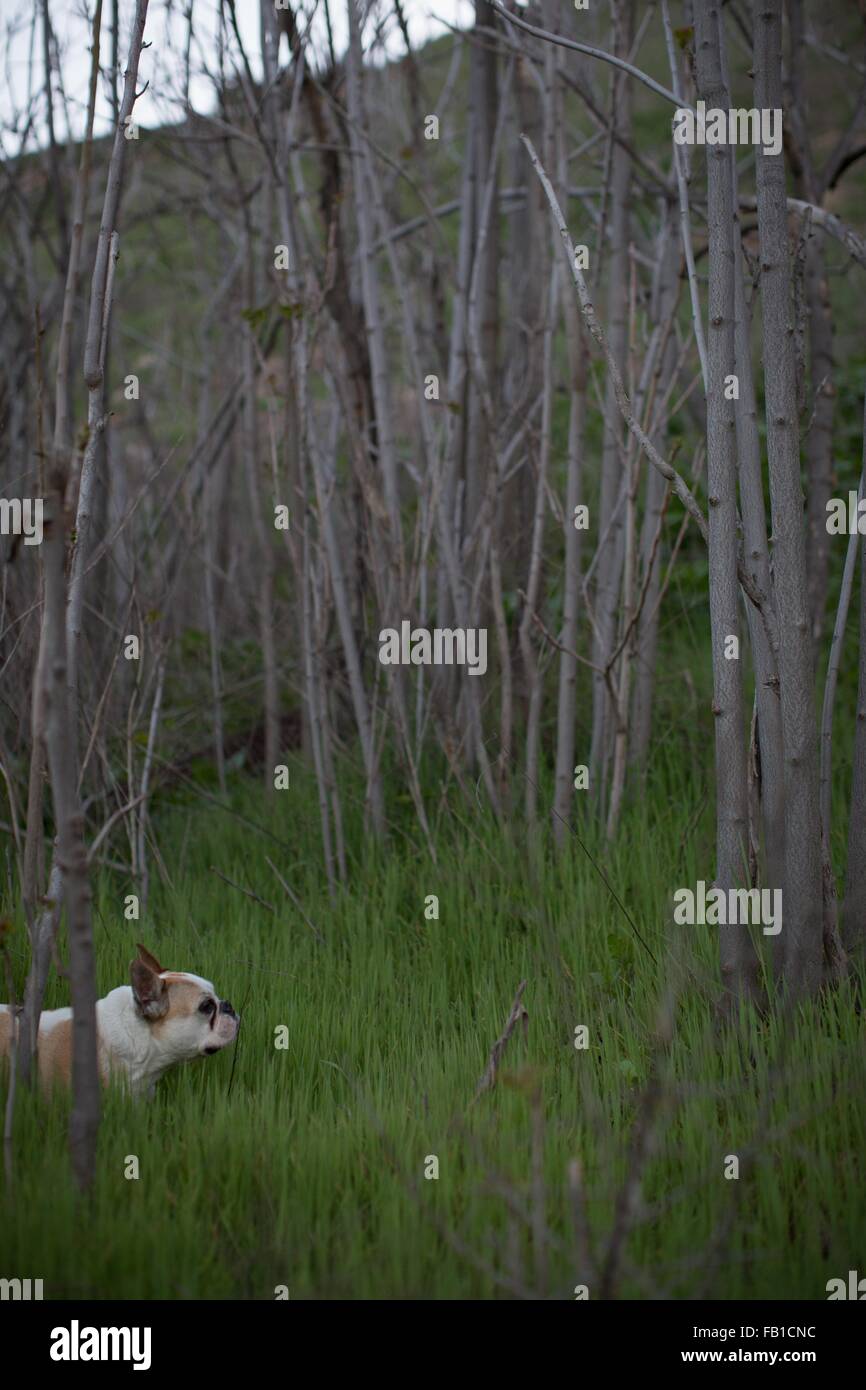 Vista laterale del bulldog francese nella foresta in erba lunga, Malibu Canyon State Park, Santa Monica Mountains, CALIFORNIA, STATI UNITI D'AMERICA Foto Stock