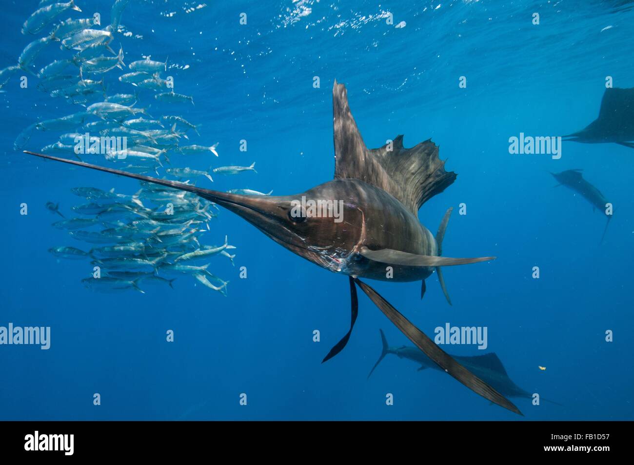 Vista subacquea del gruppo di sailfish corralling sardina shoal, Isola Contoy, Quintana Roo, Messico Foto Stock