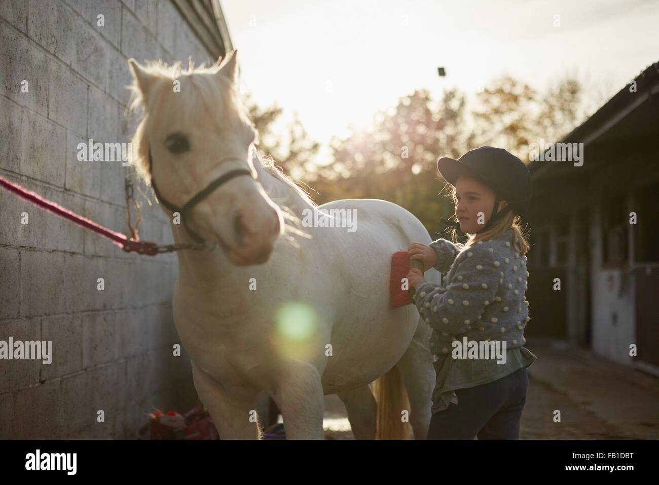 Ragazza di toelettatura cavallino bianco al maneggio Foto Stock