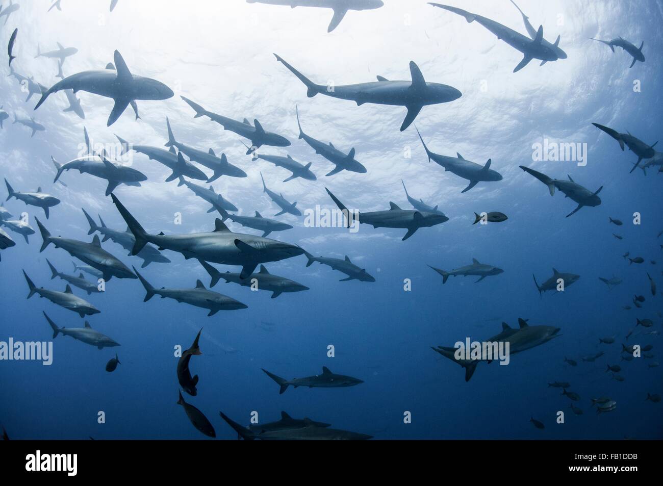 Vista subacquea di squali seta raccolta in primavera per accoppiamento rituali, Roca Partida, Revillagigedo, Messico Foto Stock