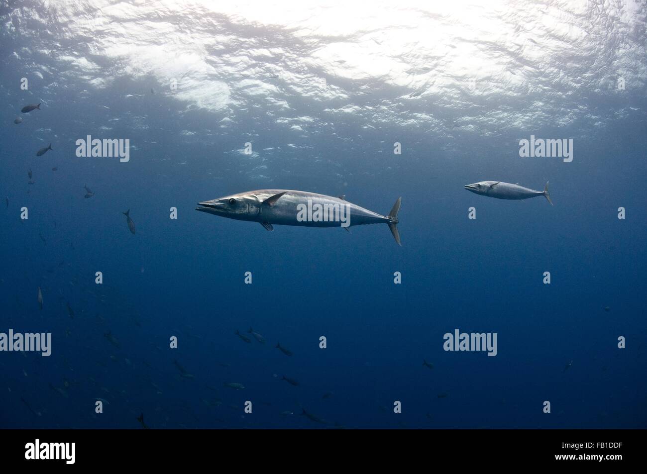 Vista subacquea di nuoto wahoo pesce, Roca Partida, Revillagigedo, Messico Foto Stock