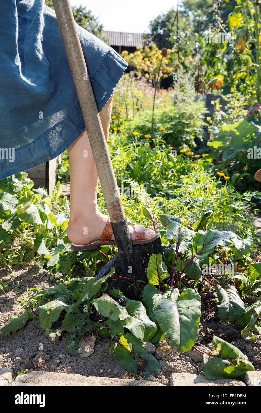 Donna matura il giardinaggio, scavando con la vanga, sezione bassa Foto Stock