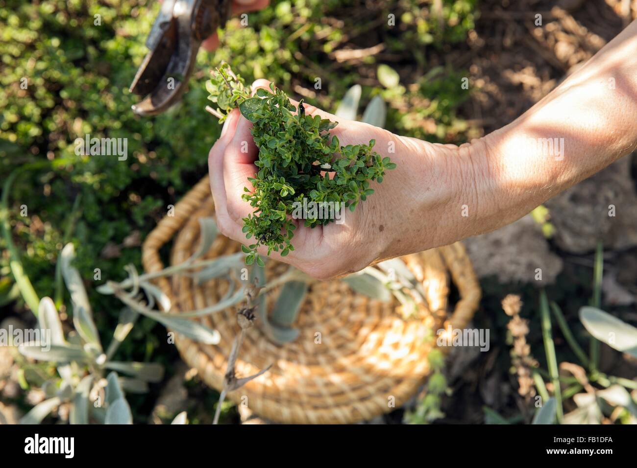 Donna matura il giardinaggio, impianto di taglio con secateurs, close-up Foto Stock