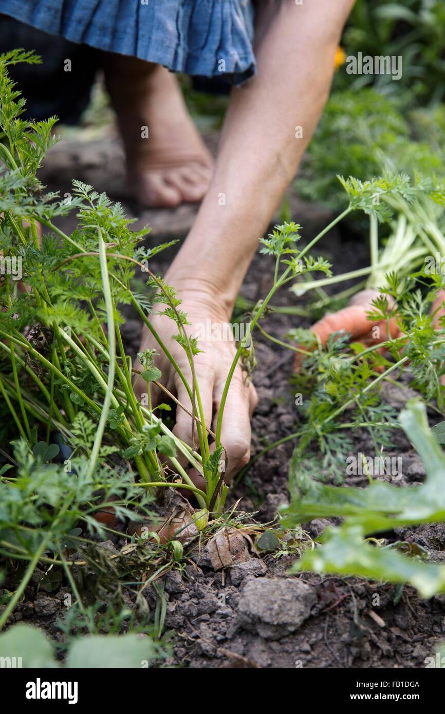 Donna matura il giardinaggio, picking verdure, sezione bassa Foto Stock