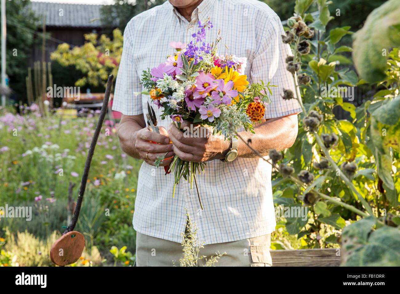 Senior l uomo nel giardino, tenendo mazzetto di fiori recisi freschi, metà sezione Foto Stock