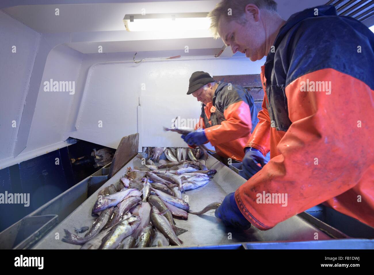 I pescatori di pesce di smistamento sul peschereccio per traino Foto Stock