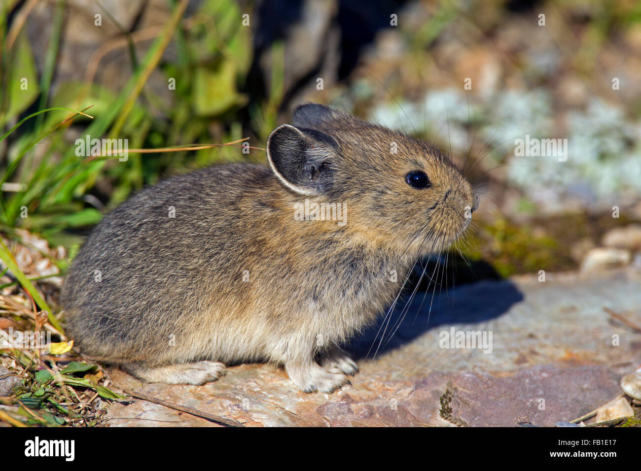 American pika (Ochotona princeps) nativa per le regioni alpine di Canada e Stati Uniti occidentali, prime vittime del cambiamento climatico globale Foto Stock