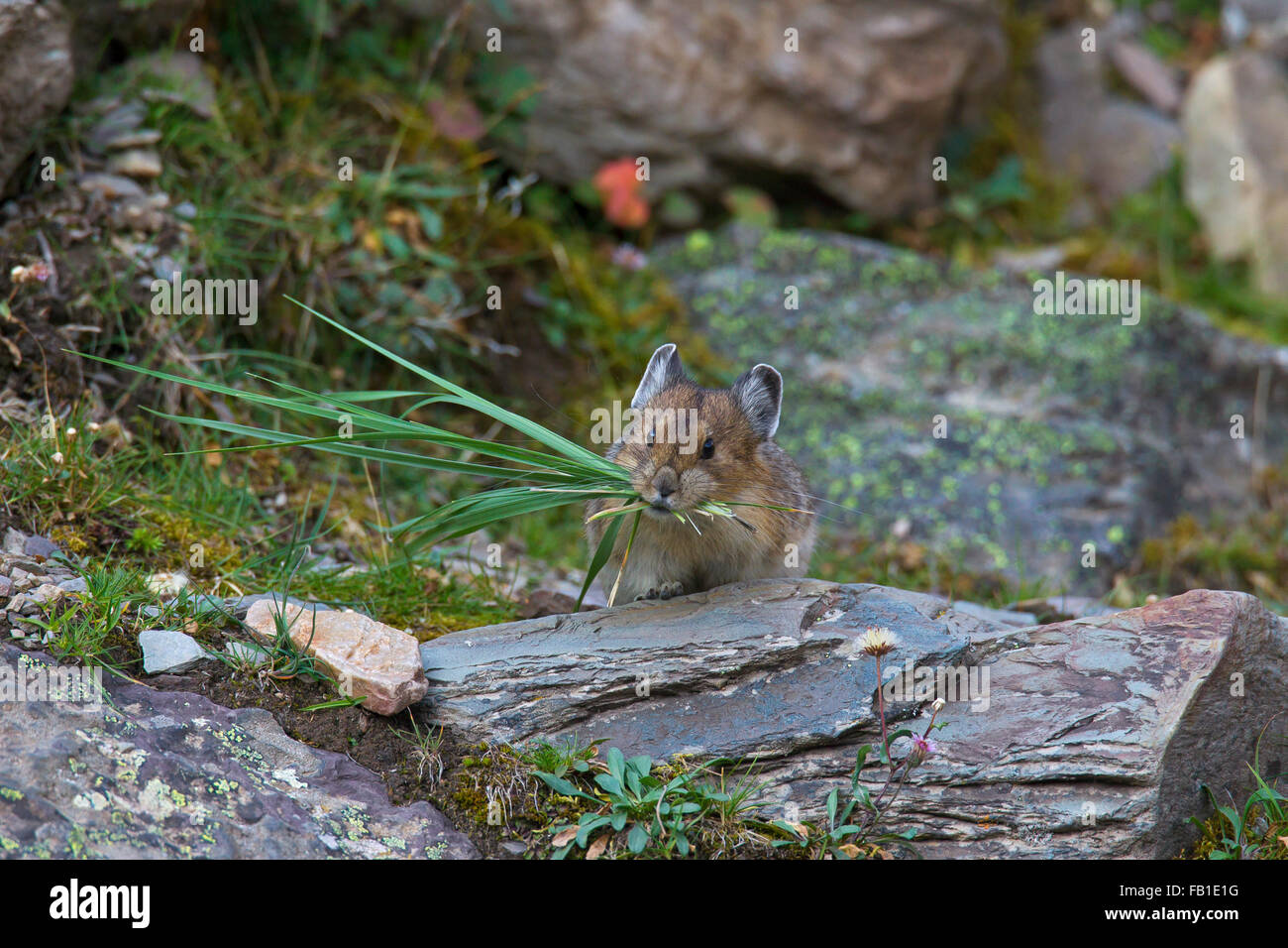 American pika (Ochotona princeps) nativa per le regioni alpine di Canada e Stati Uniti occidentali, con un boccone di gambi di erba Foto Stock