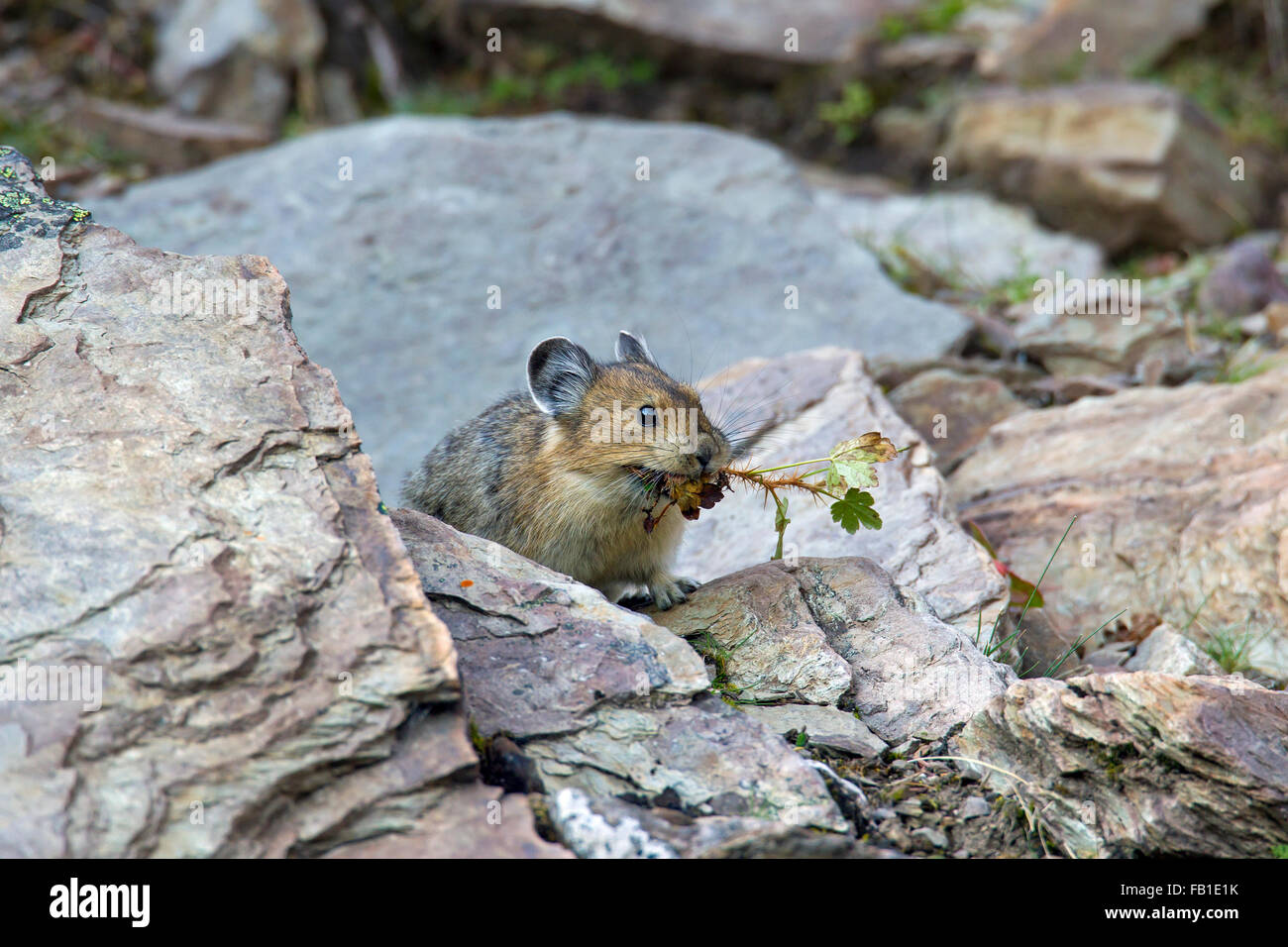 American pika (Ochotona princeps) nativa per le regioni alpine di Canada e Stati Uniti occidentali, raccolta di vegetazione in terreni rocciosi Foto Stock