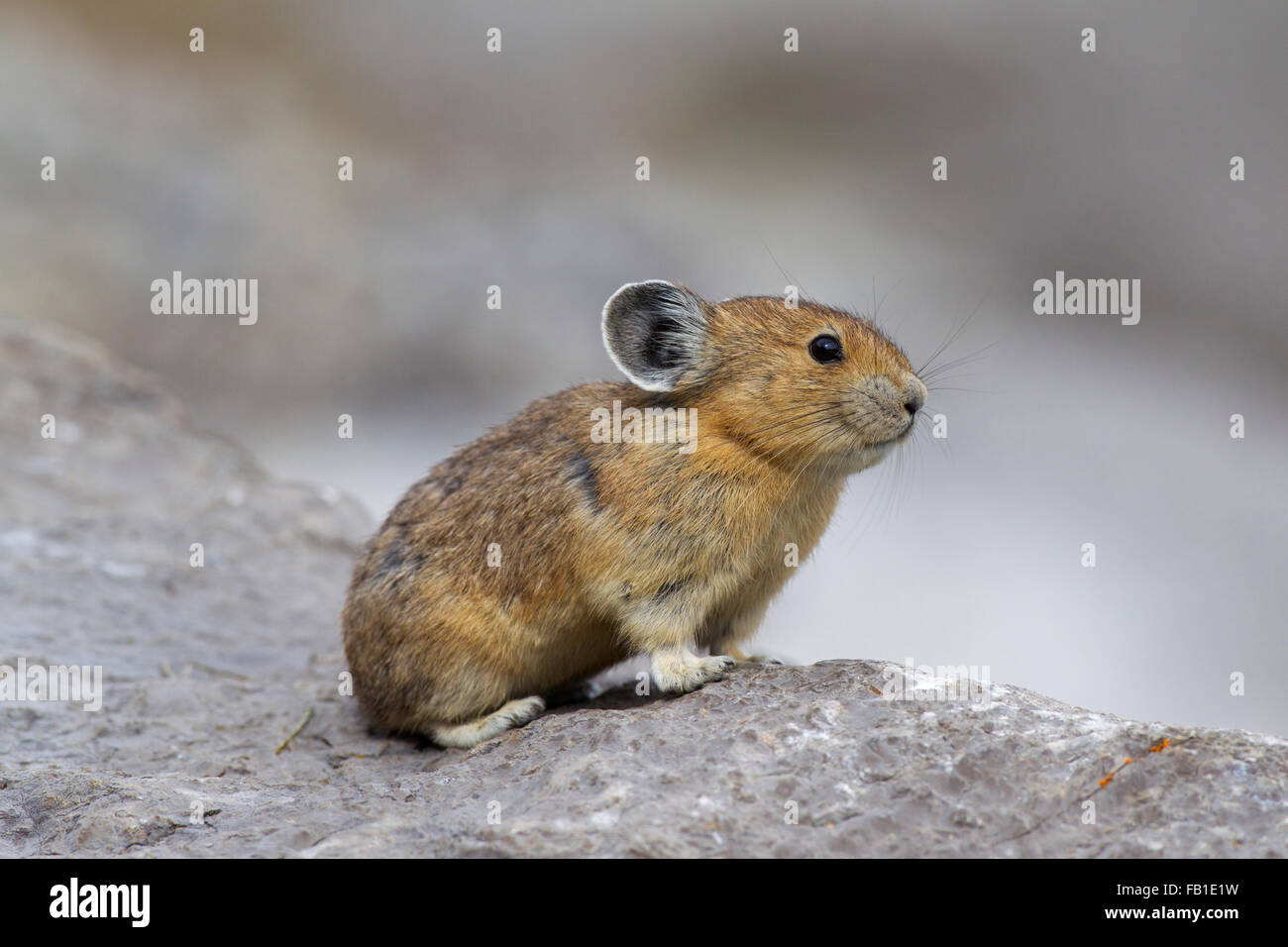 American pika (Ochotona princeps) nativa per le regioni alpine di Canada e Stati Uniti occidentali, prime vittime del cambiamento climatico globale Foto Stock