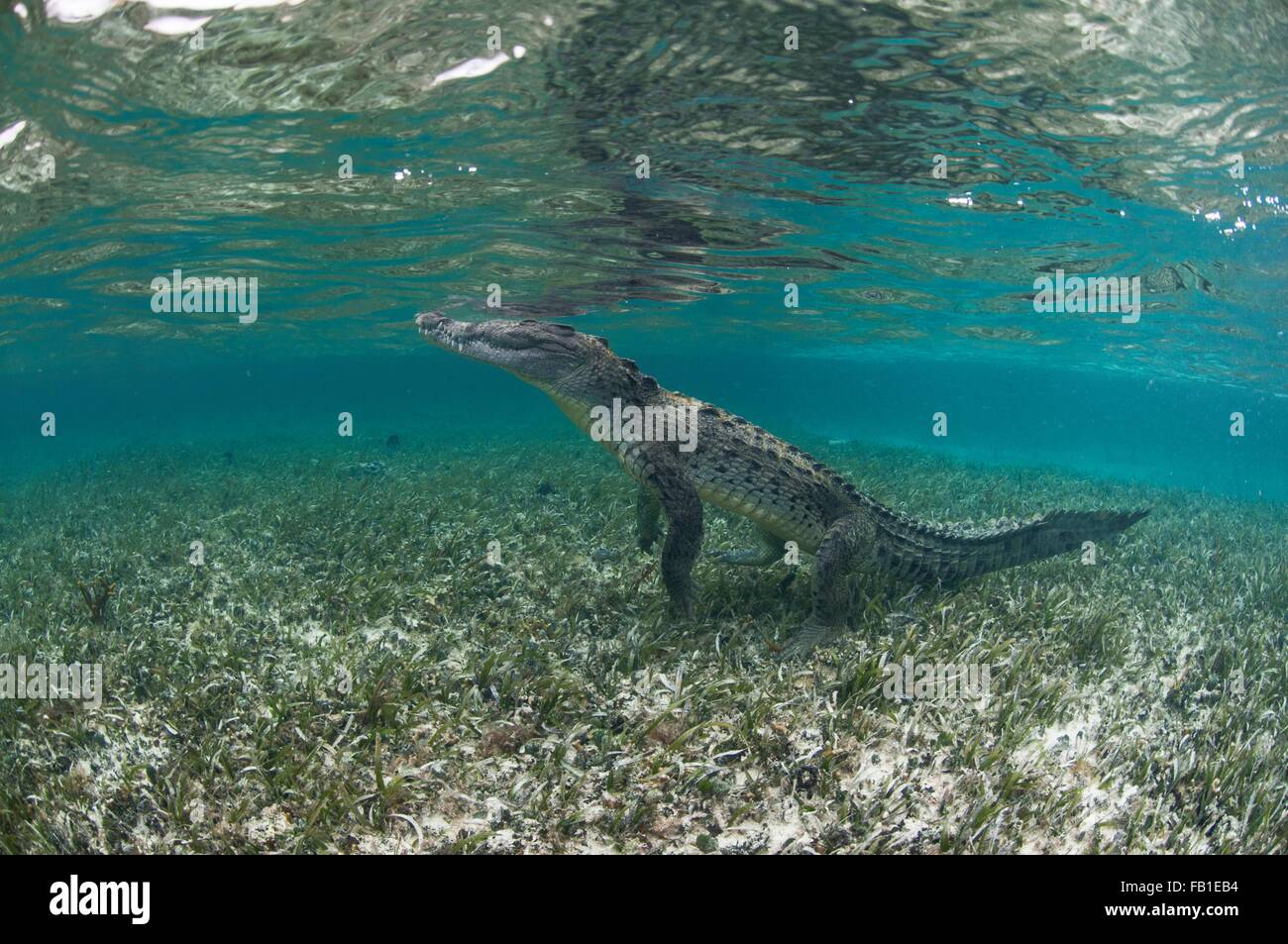 Subacquea vista laterale del coccodrillo sulle zampe posteriori, Chinchorro Atoll, Quintana Roo, Messico Foto Stock