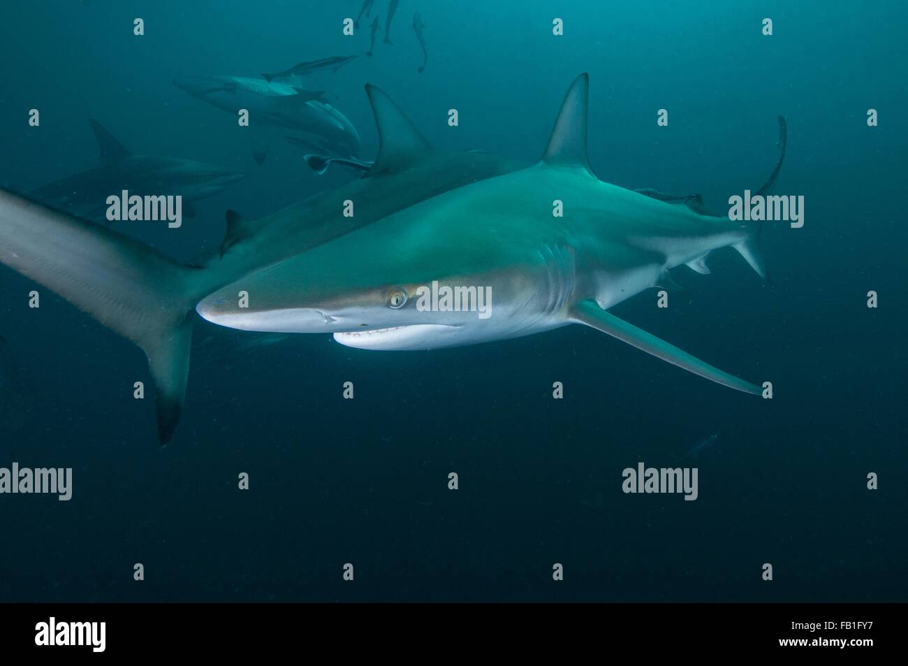 Subacquea vista laterale della Oceanic punta nera squalo, Aliwal Shoal, Durban, Sud Africa Foto Stock