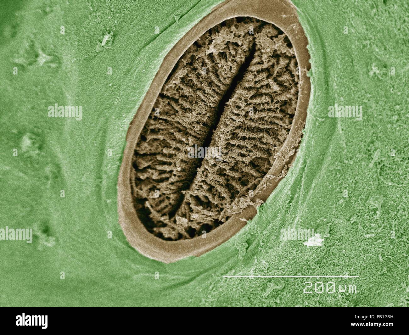Colorate di SEM spiracle di hornworm (Sphingidae) Foto Stock