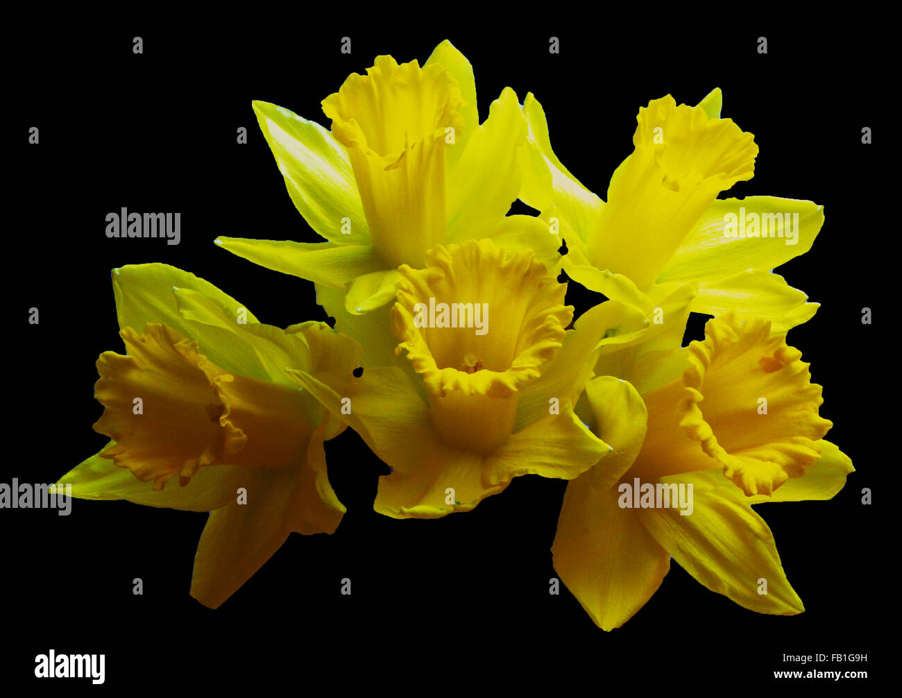 Daffodil,narcisi,fiori gialli, molla ,fiori di primavera,mazzo di fiori,bouguet di fiori su sfondo nero Foto Stock