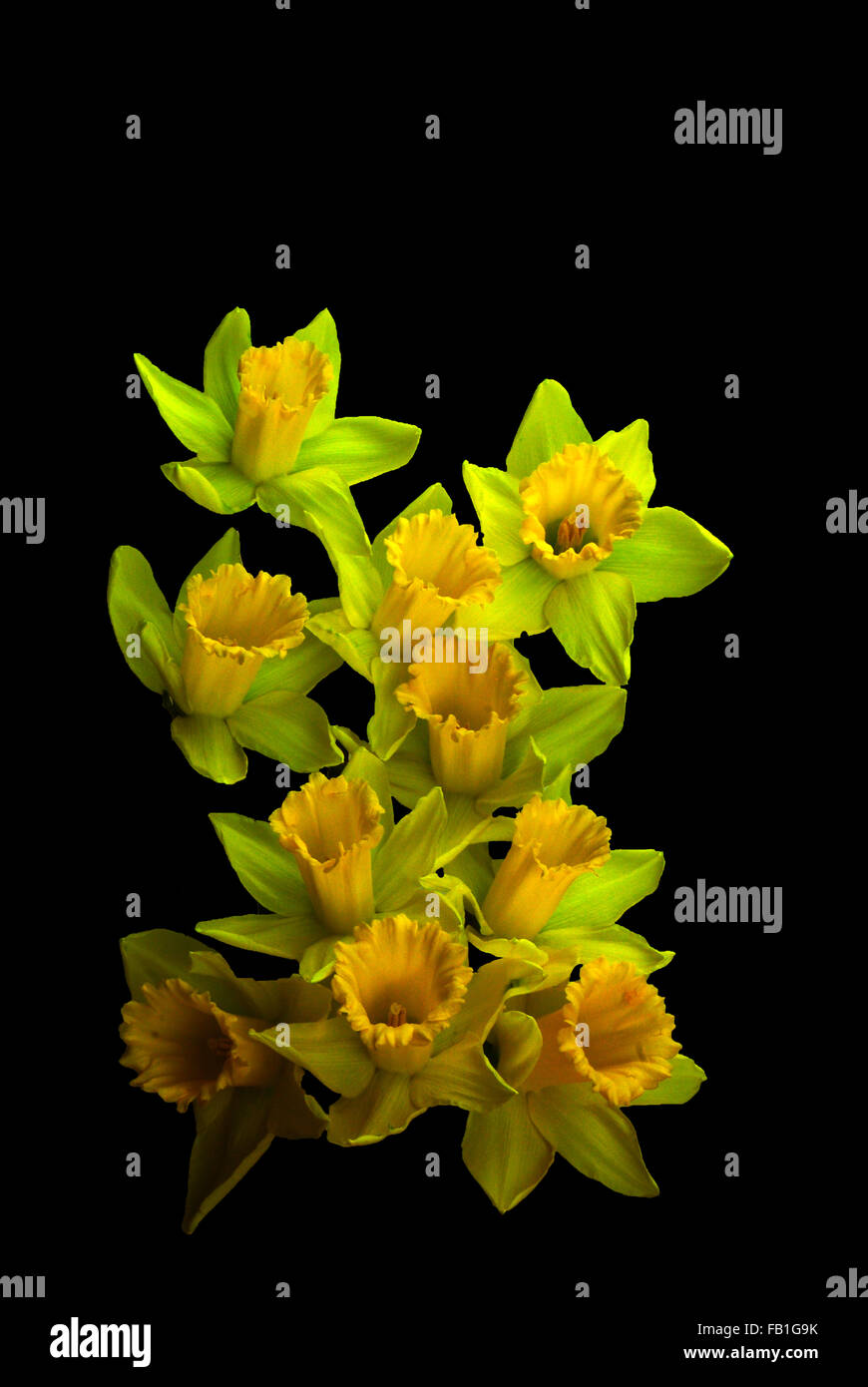 Daffodil,narcisi,fiori gialli, molla ,fiori di primavera,mazzo di fiori,bouguet di fiori su sfondo nero Foto Stock