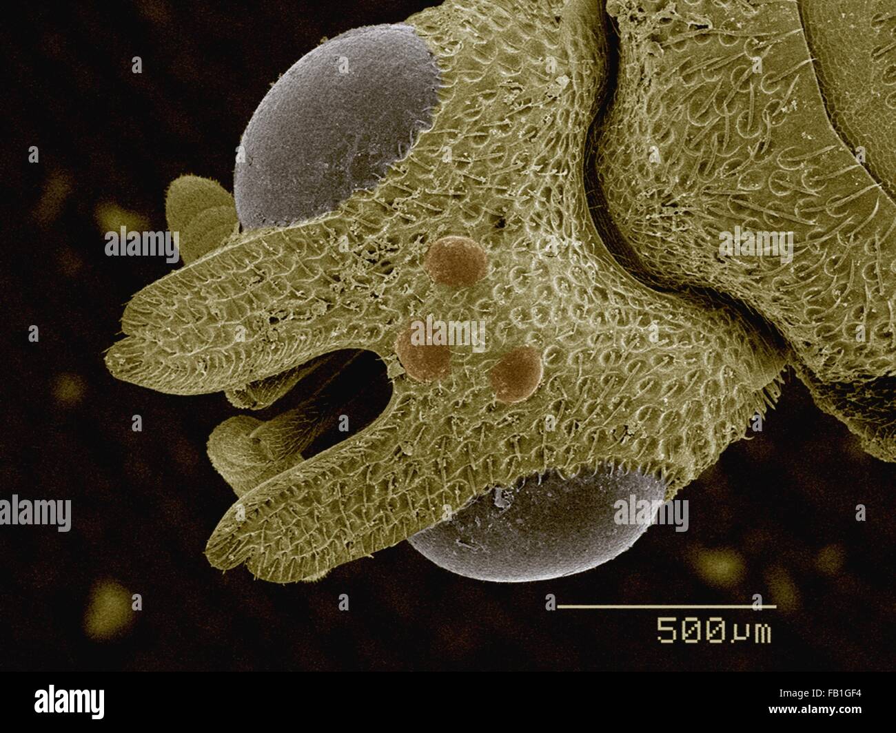 SEM colorati di testa del wasp parassita Foto Stock