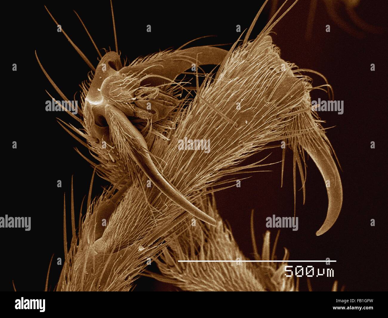 SEM colorati di piedi di esercito di ant Foto Stock