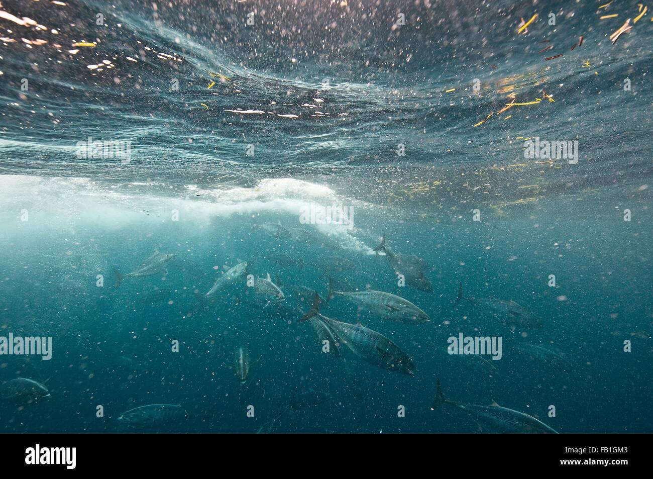Pesce Bonito viciously attaccando una baitball sardine, Isla Mujeres, Messico Foto Stock