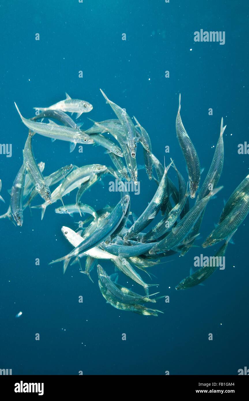 Le sardine rimanenti da baitball sardine, dopo il pesce bonito hanno attaccato, Isla Mujeres, Messico Foto Stock