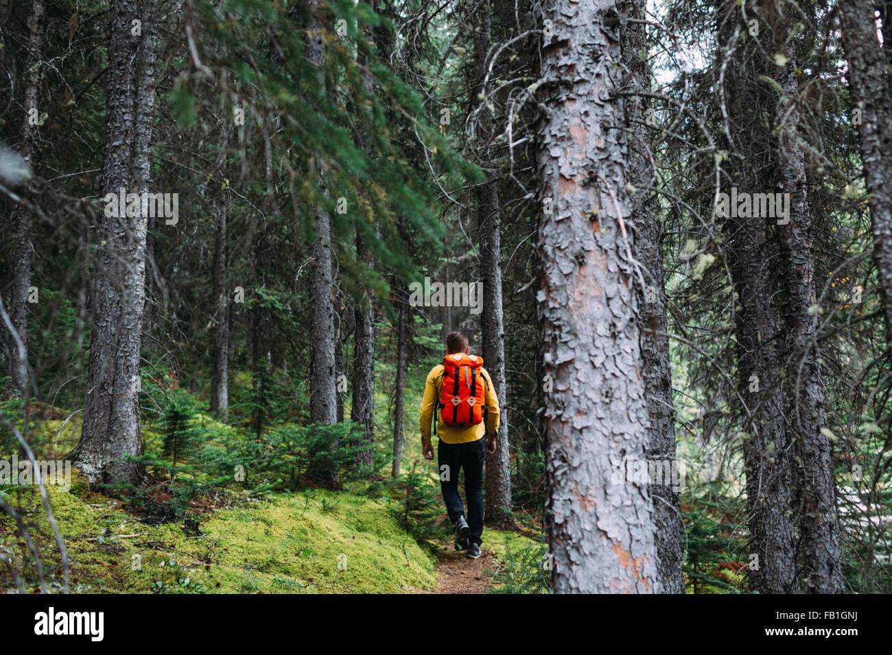 Vista posteriore della metà uomo adulto che trasportano orange zaino trekking attraverso la foresta, Moraine Lake, il Parco Nazionale di Banff, Alberta Canada Foto Stock