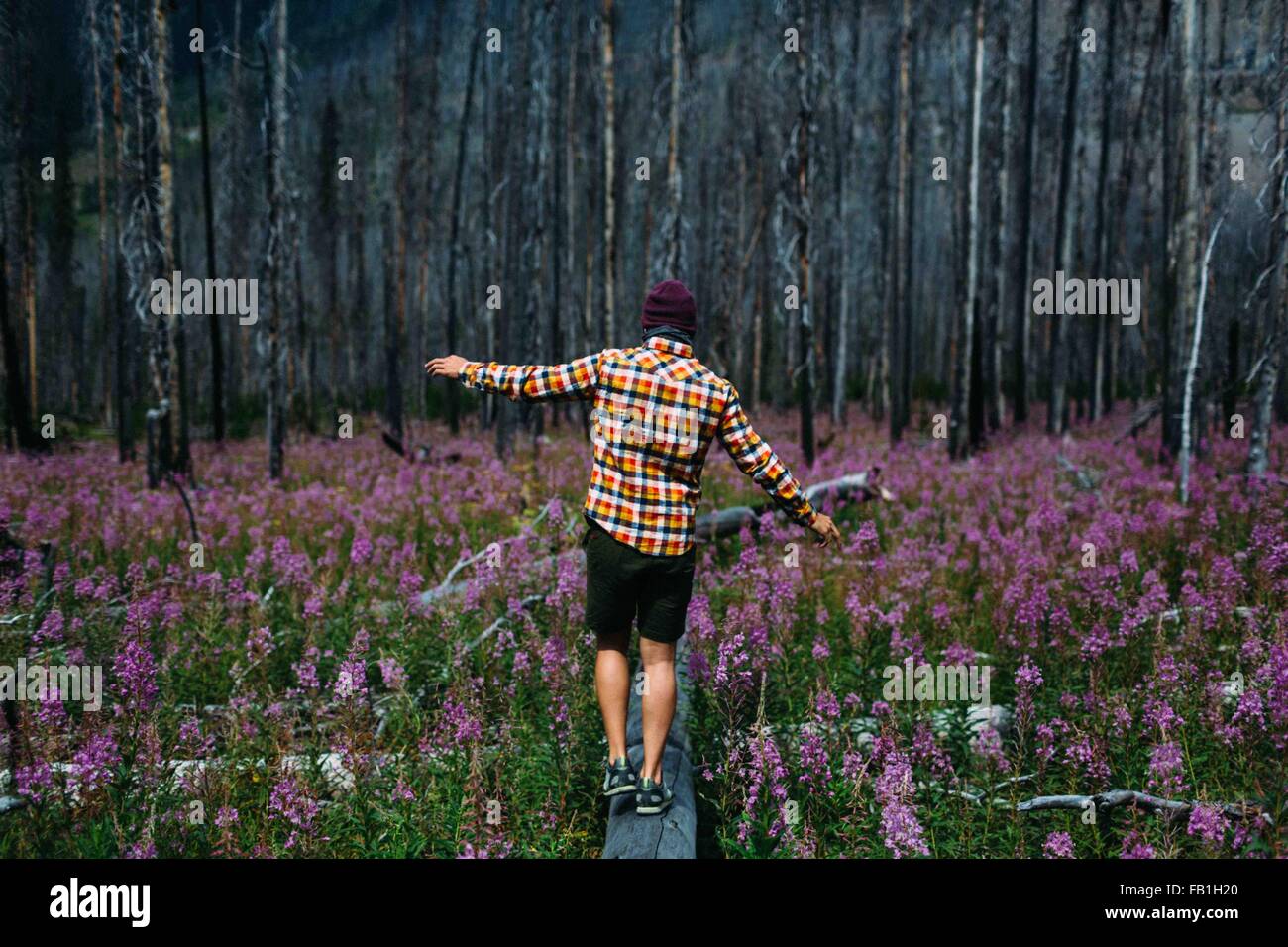 Vista posteriore della metà uomo adulto in equilibrio su albero caduto in un campo di fiori selvatici, Moraine Lake, il Parco Nazionale di Banff, Alberta Canada Foto Stock