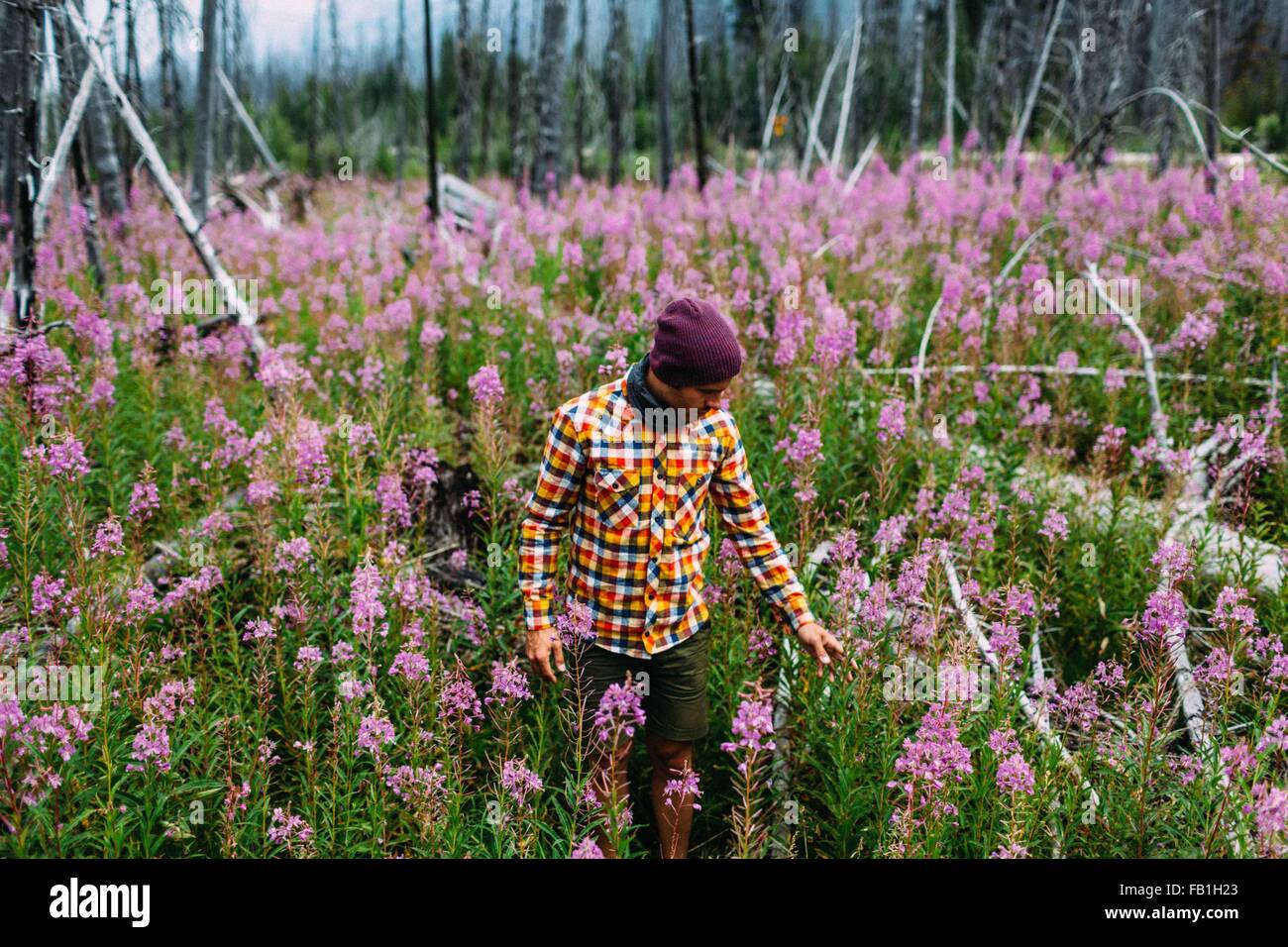 Metà uomo adulto che indossa camicia a quadretti in un campo di fiori selvatici guardando giù, Moraine Lake, il Parco Nazionale di Banff, Alberta Canada Foto Stock
