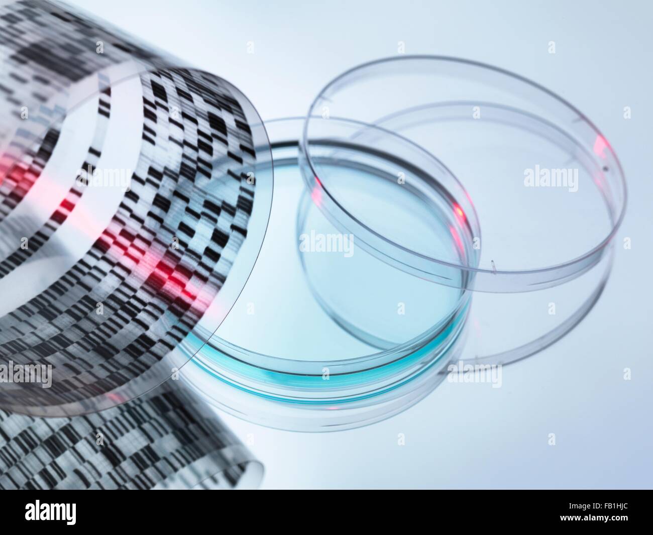 Angolo di alta vista di arricciato il sequenziamento di DNA su gel e capsula di petri Foto Stock