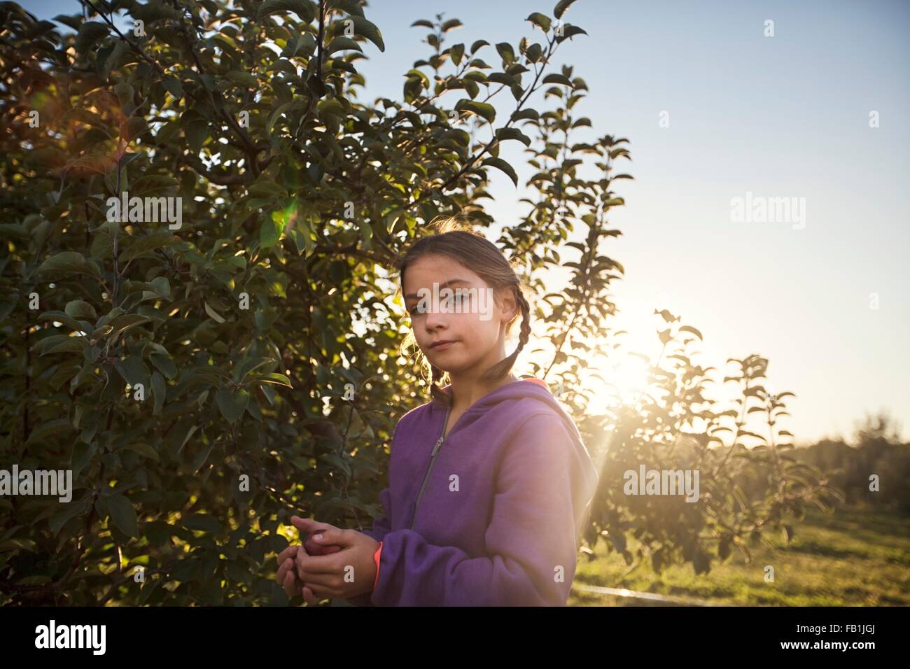 La ragazza di Orchard apple di prelievo da albero, guardando la fotocamera Foto Stock