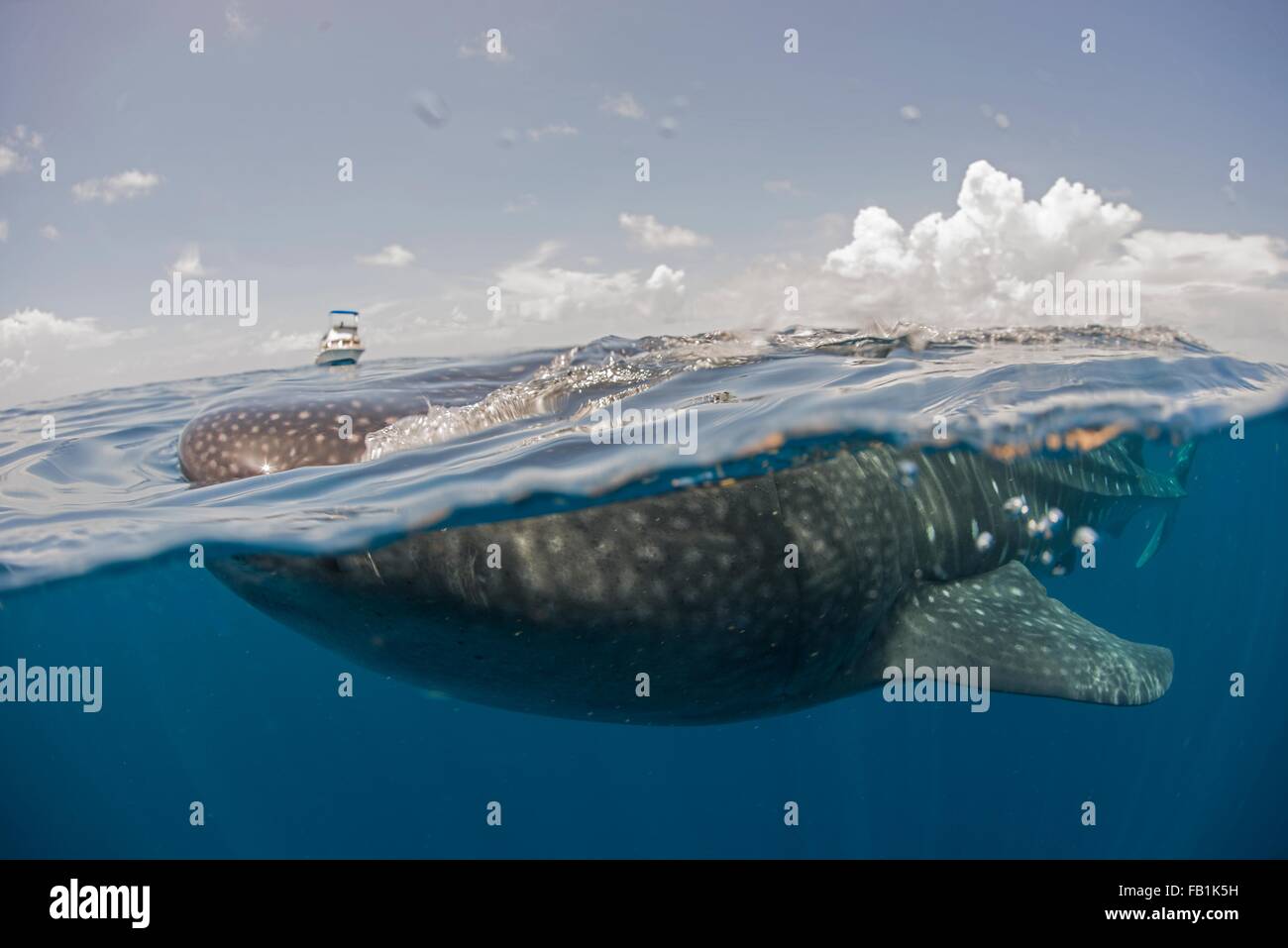 Squalo Balena alimentare sulla superficie dell'acqua, barca sull orizzonte, Isla Mujeres, Messico Foto Stock