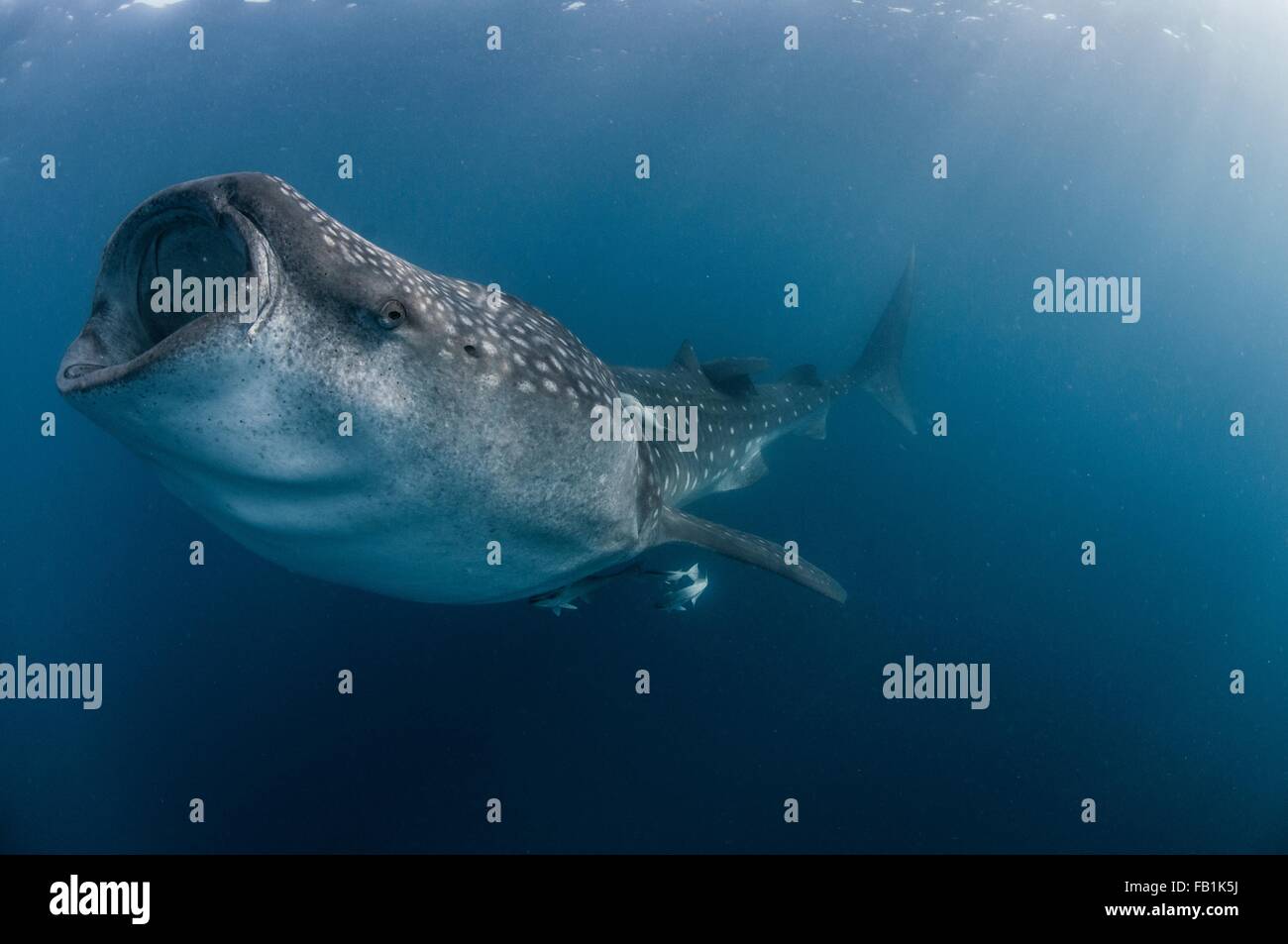 Subacquea vista laterale di squalo balena alimentazione, bocca aperta, Isla Mujeres, Messico Foto Stock