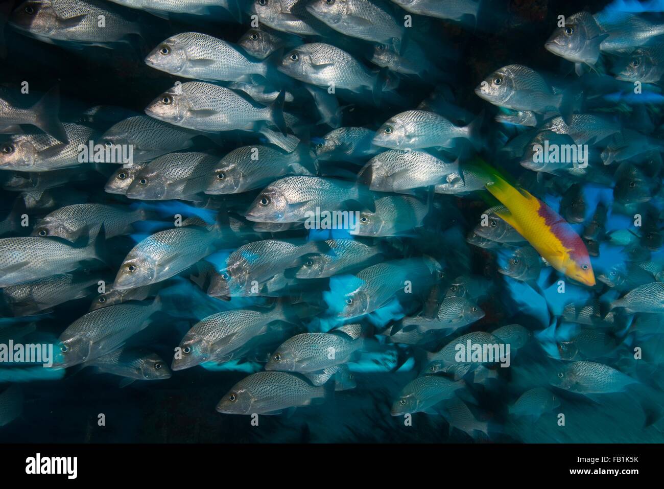Subacquea vista laterale della scuola di pesce, Cancun, Messico Foto Stock