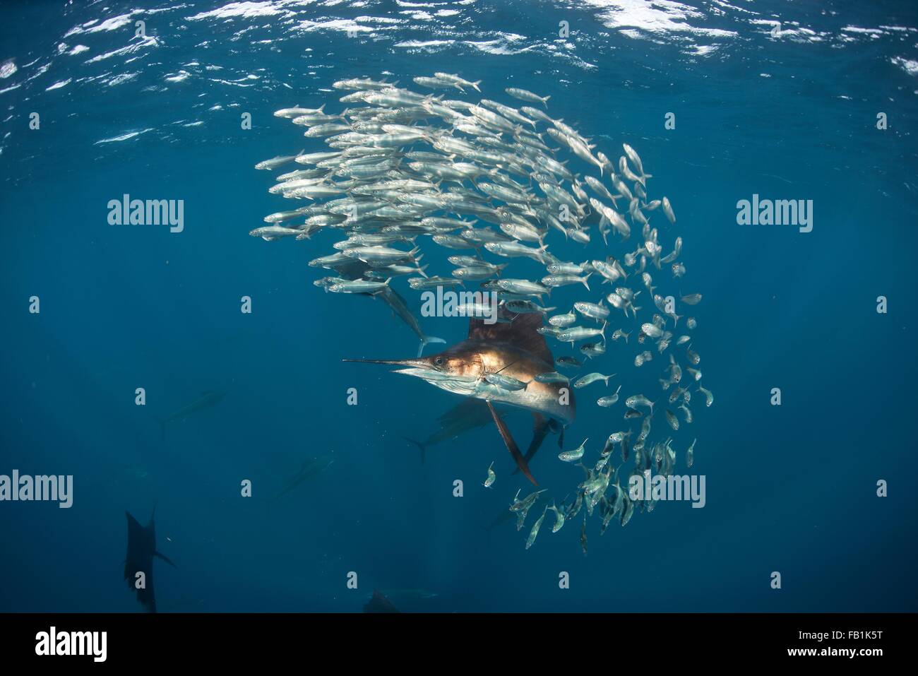 Vista subacquea di Atlantic sailfish a caccia di sardine baitball, Isla Contoy, Messico Foto Stock