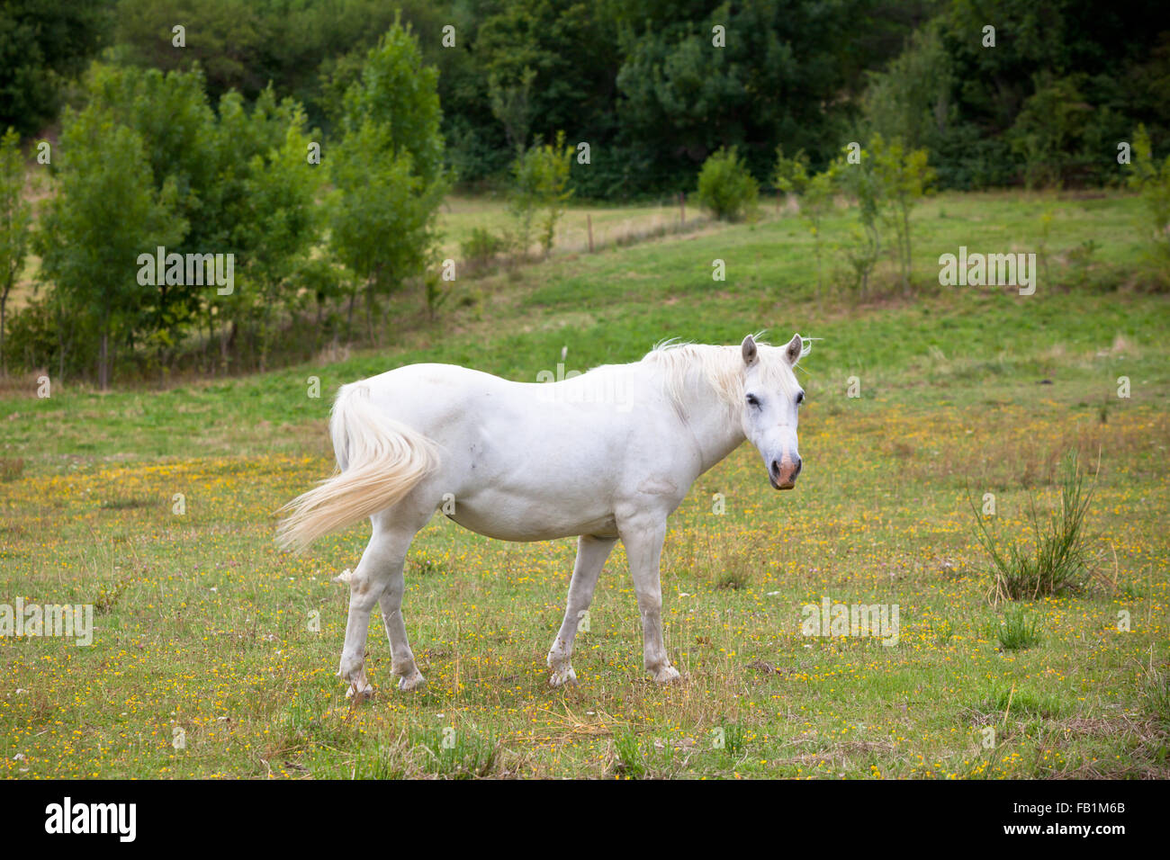 Cavallo bianco in un campo Verde di erba. Inquadratura orizzontale Foto Stock